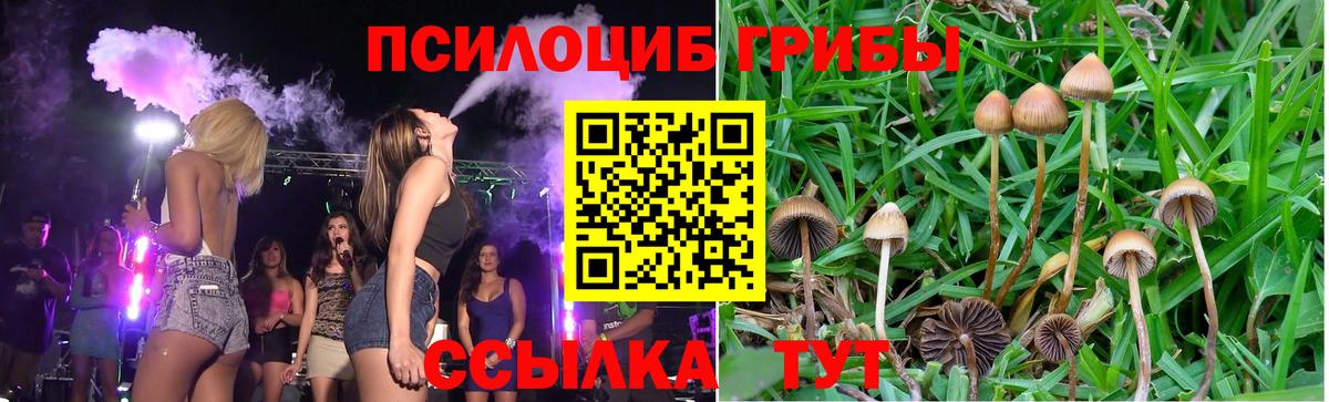 Галлюциногенные грибы Psilocybe  Псилоцибиновые грибы Psilocybe  Сибай  Вход с VPN 